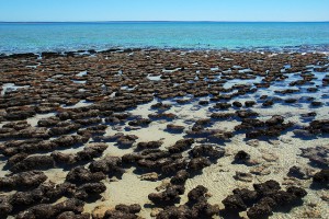 Shark Bay