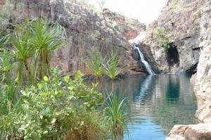 kakadu